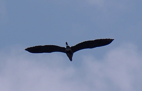 [Heron in the sky with wings fully outstretched.]